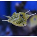 LONGHORN COWFISH